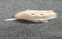 Persian cats for sale: Ginger Persian/Ragdoll male - Image 2