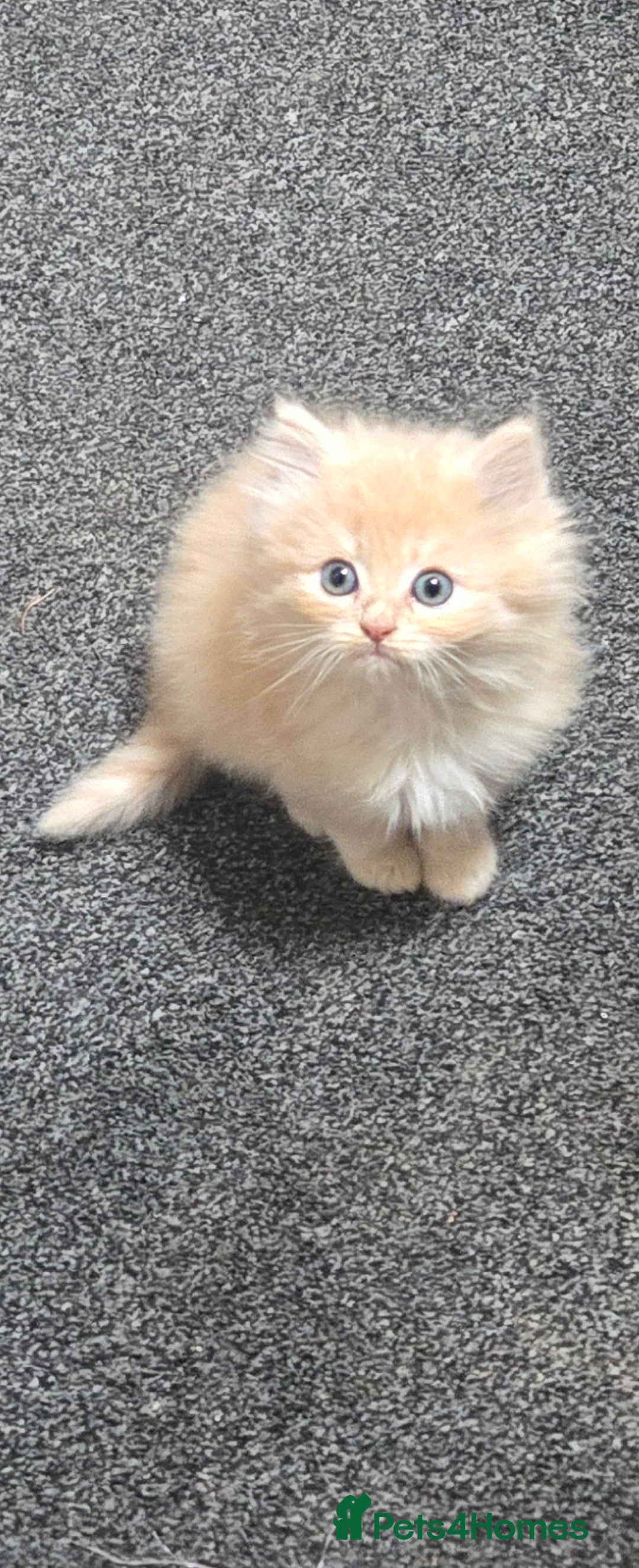 Persian cats for sale: Ginger Persian/Ragdoll male - Image 2