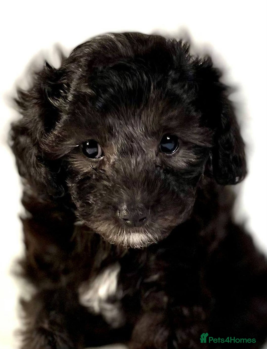 Toy Poodle dogs for stud: Exquisite Proven KC Red Stud DNA Clear Eye Tested - Advert 16