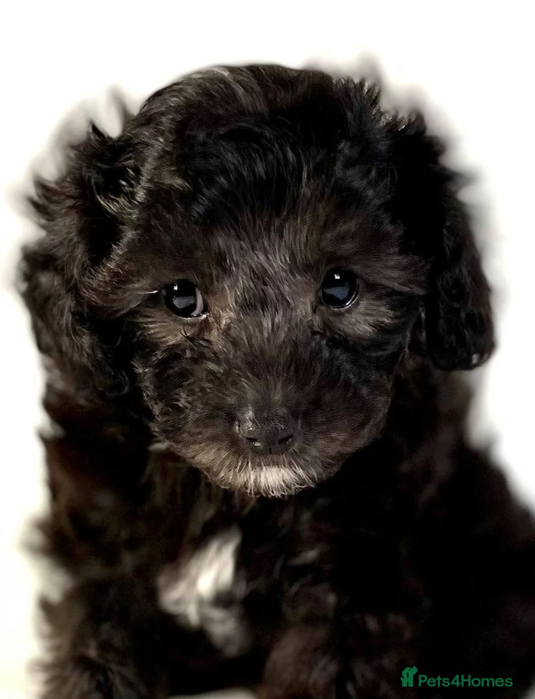 Toy Poodle dogs for stud: Exquisite Proven KC Red Stud DNA Clear Eye Tested - Advert 16