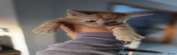 Mixed Breed cats for sale: Ginger Tabby Kittens - Advert 13