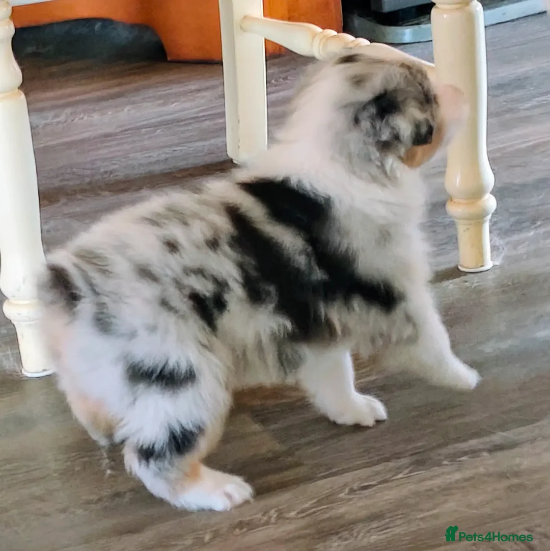 Australian Shepherd dogs for sale: merle aussie  - Image 6