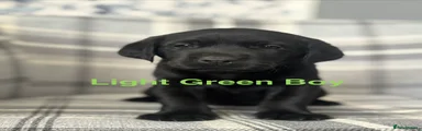 Labrador Retriever 3