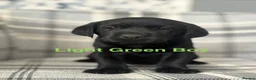 Labrador Retriever dogs for sale: Stunning Labrador Puppies  - Advert 5