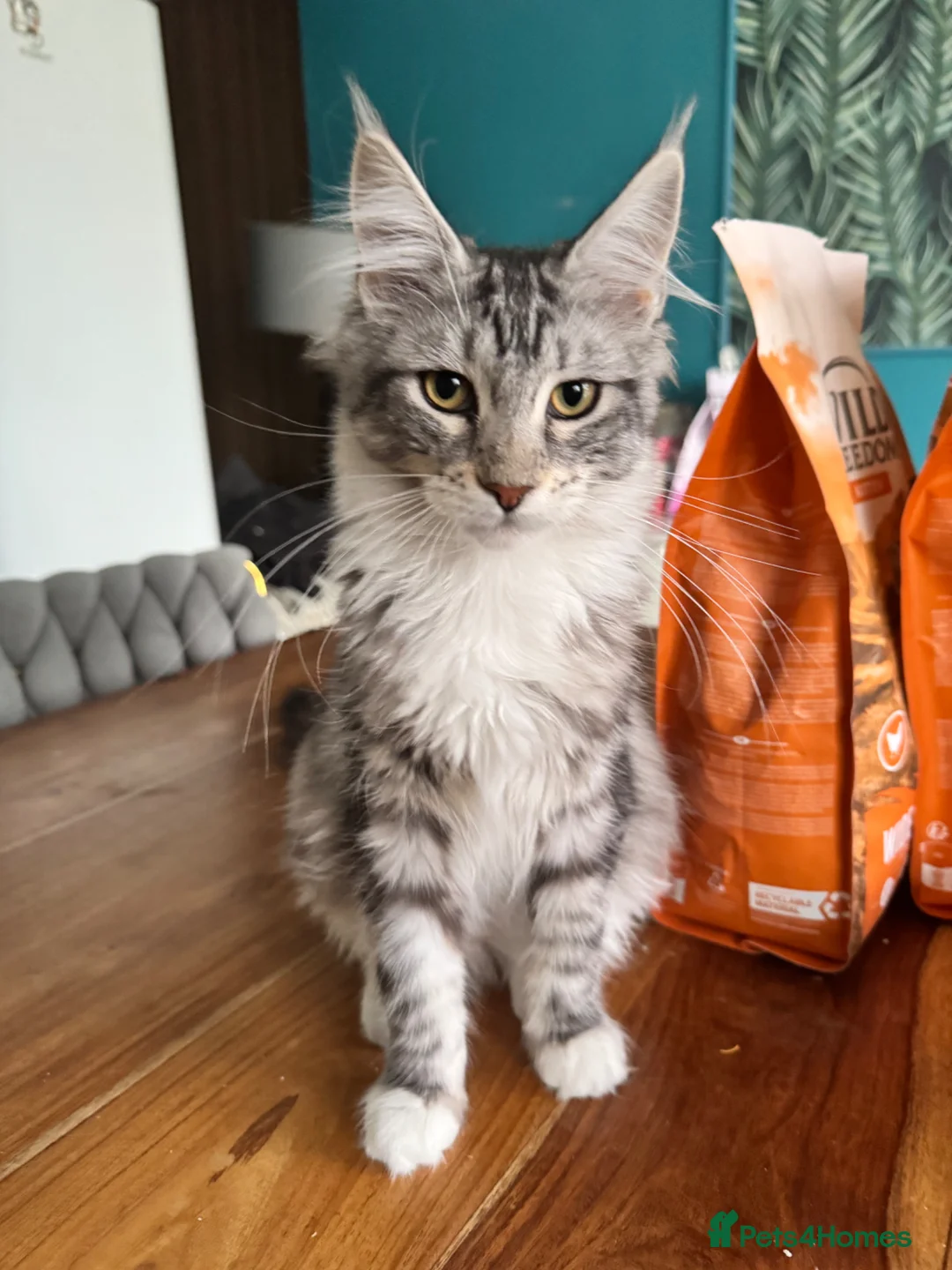 Maine Coon cats for sale: Maine Coon kittens TICA reg. Last girl  available  - Advert 1