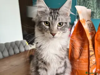 Maine Coon cats Maine Coon kittens TICA reg. Last girl available - Advert 4