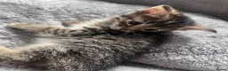Mixed Breed cats for sale: 🐾 Stunning Turkish Angora/Bengal Kittens 🐾 - Advert 13