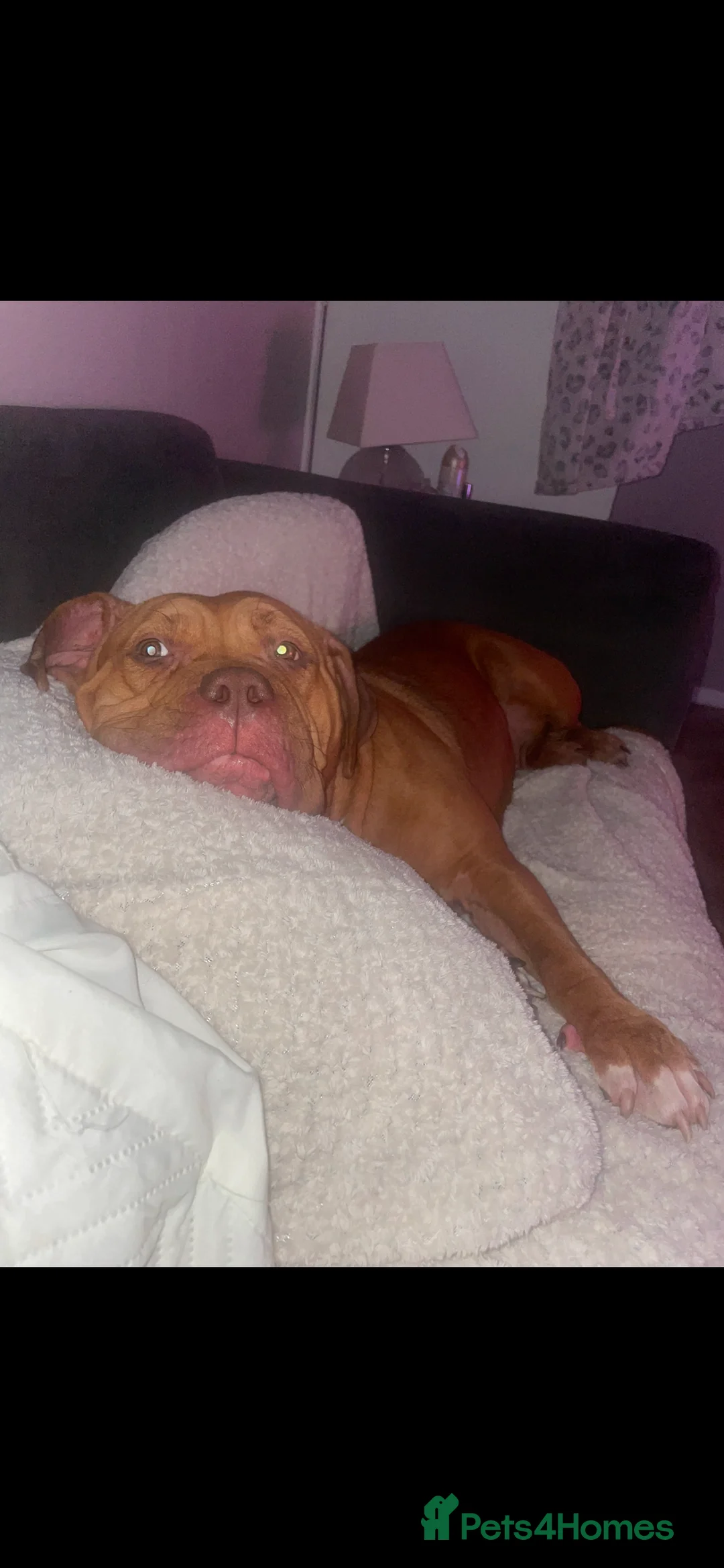 Mixed Breed dogs for sale: Beautiful Girl, Sad Circumstances  - Advert 3