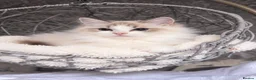 Ragdoll cats for sale: ✨️Exceptional Quality, Tica reg kittens available. in Stoke-on-Trent - Advert 11