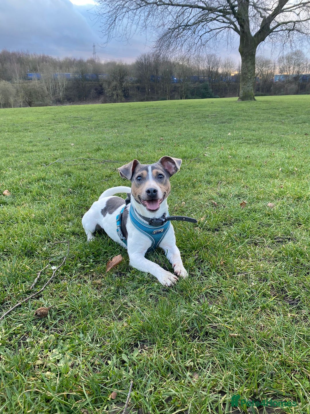 Mixed Breed dogs for sale: Jack Russell Puppies - Advert 2