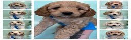 Toy Poodle dogs for stud: Teddy - Choc Phantom Covered in Cream Carrys Parti in Eastleigh - Advert 8