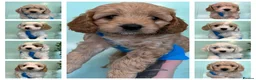 Toy Poodle dogs for stud: Teddy - Choc Phantom Covered in Cream Carrys Parti in Eastleigh - Advert 8