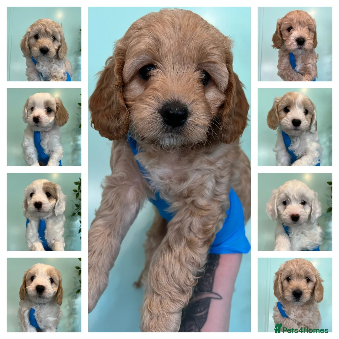 Toy Poodle dogs for stud: Teddy - Choc Phantom Covered in Cream Carrys Parti in Eastleigh - Advert 8