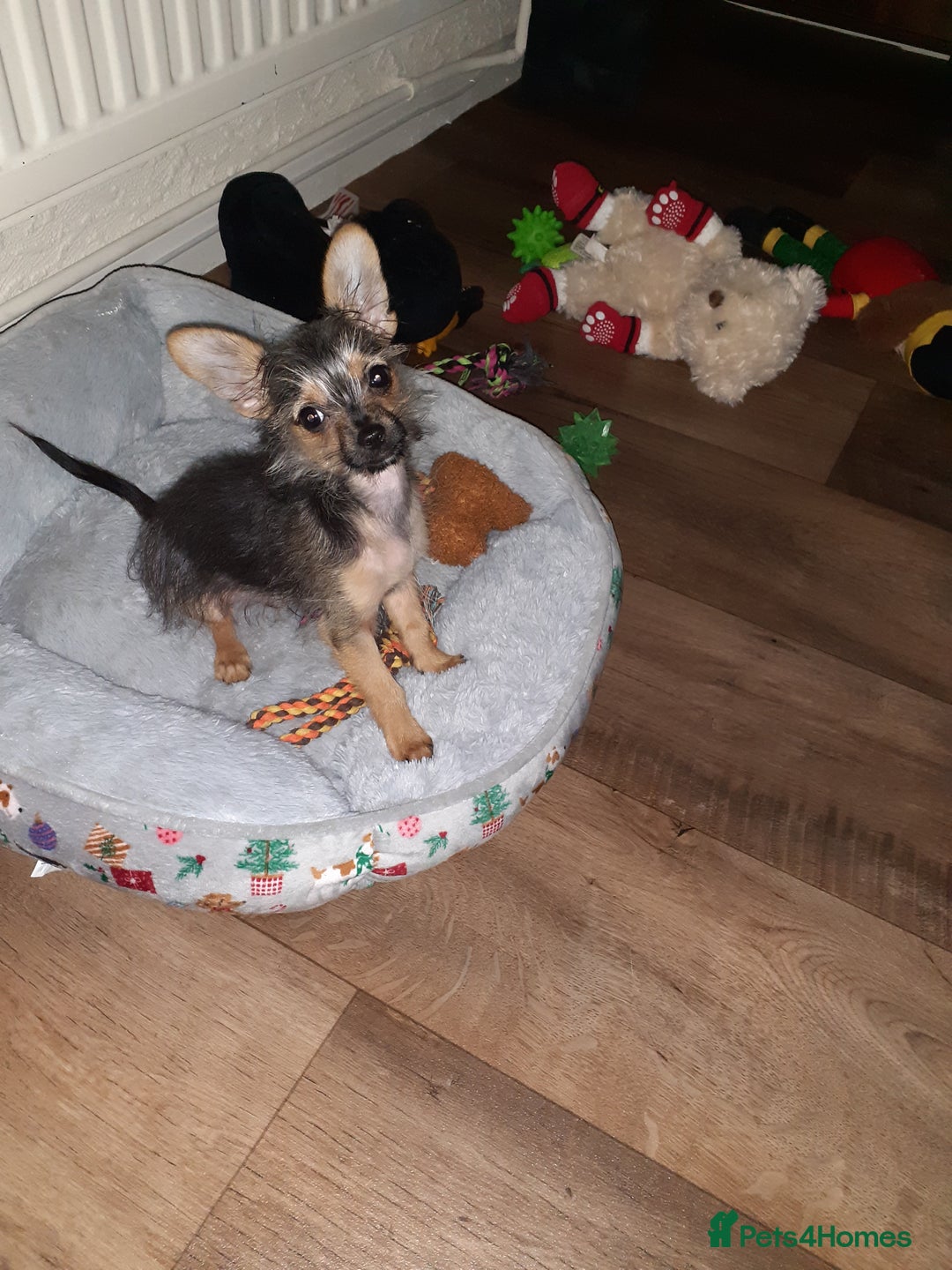 Chorkie dogs for sale: Chorkie - Advert 5
