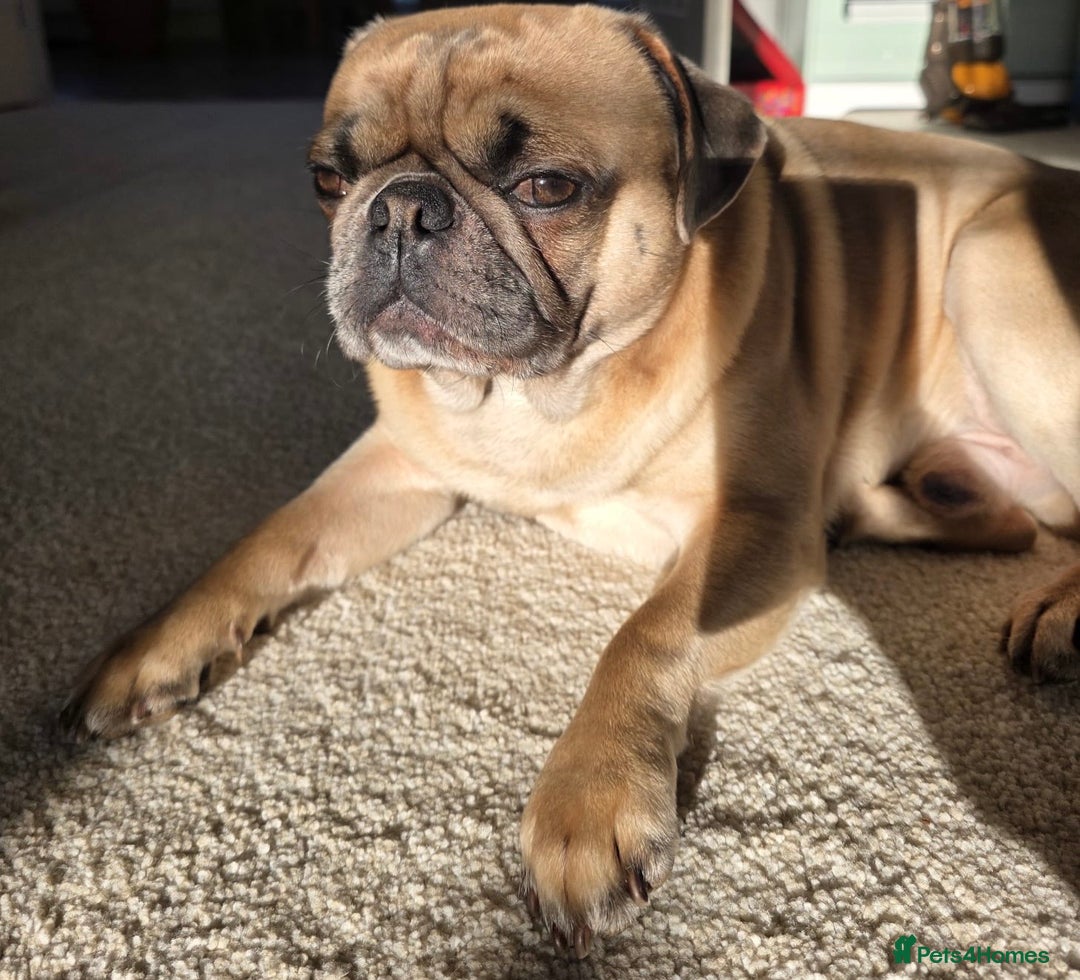 Pug dogs for stud: KC pug carrying choclate for stud - Advert 6