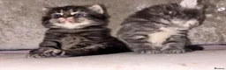 Mixed Breed cats for sale: Beautiful Kittens for sale half grey BSH - Advert 4
