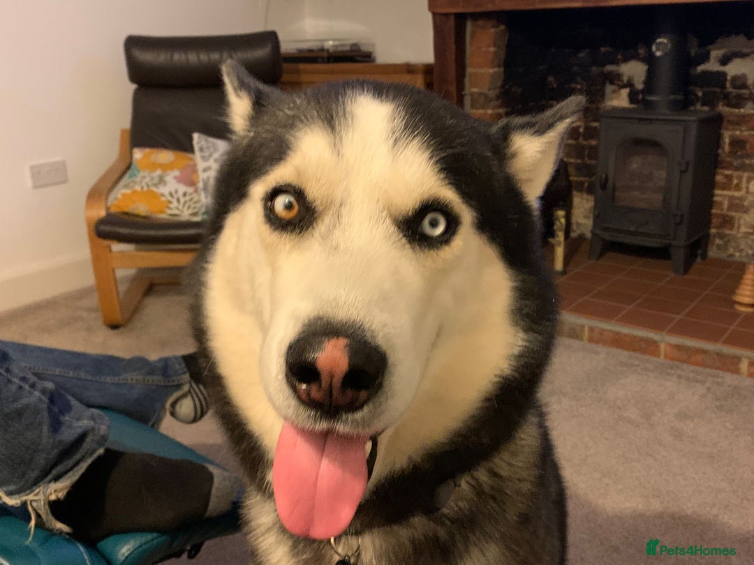 Siberian Husky dogs for stud: Gorgeous siberian husky for stud - Advert 3