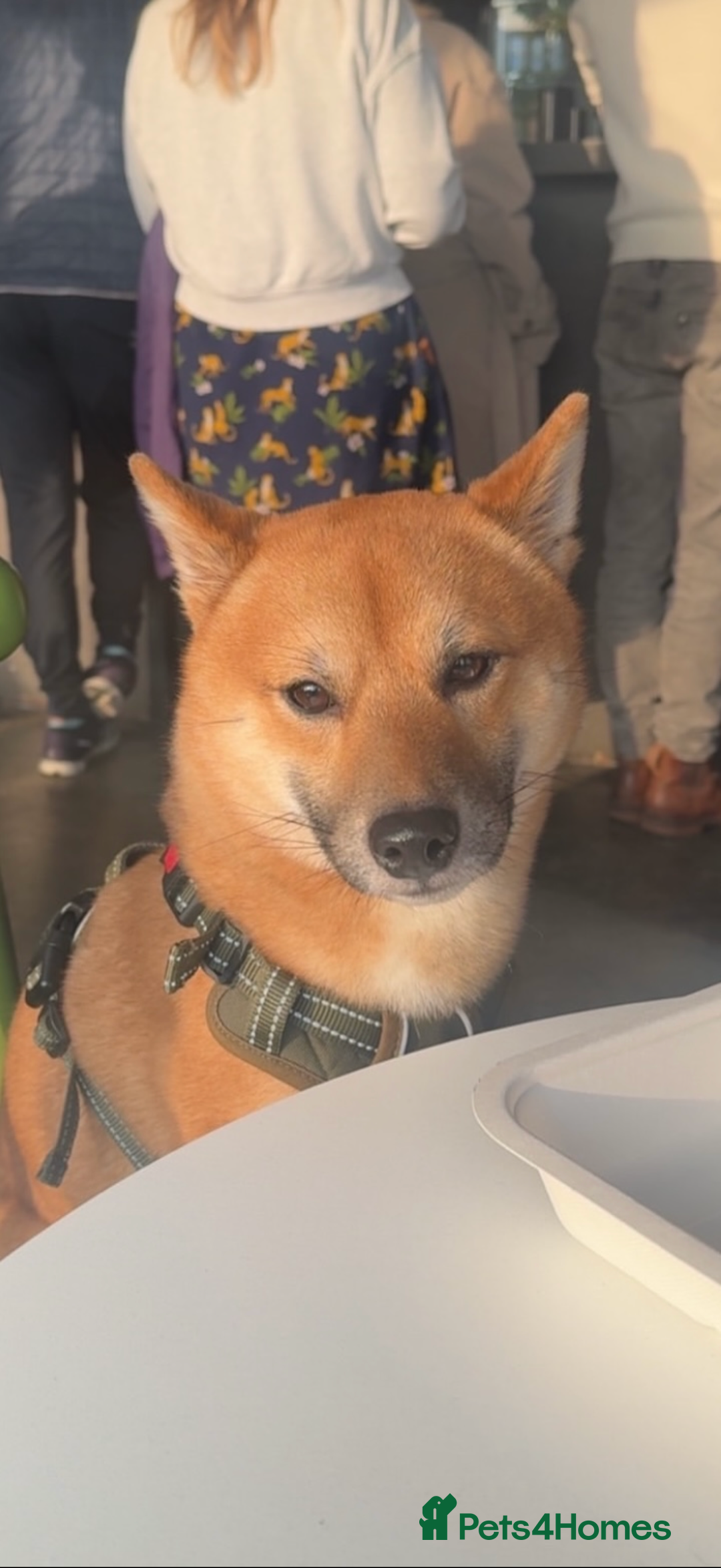 Japanese Shiba Inu dogs for sale: Japanese Shiba Inu (Male, 2 years old)  - Advert 4