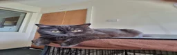 British Shorthair cats for sale: Kind Friendly Healthy Vaccinated Microchipped - Advert 6