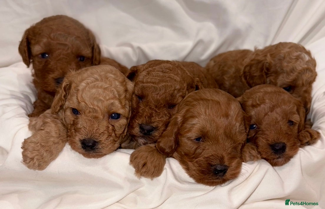 Cavapoo dogs Waiting list extensively health tested toy cavapoo - Advert 14