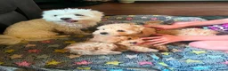 Maltipoo dogs for sale: Beautiful Maltipoo little boy - Advert 3