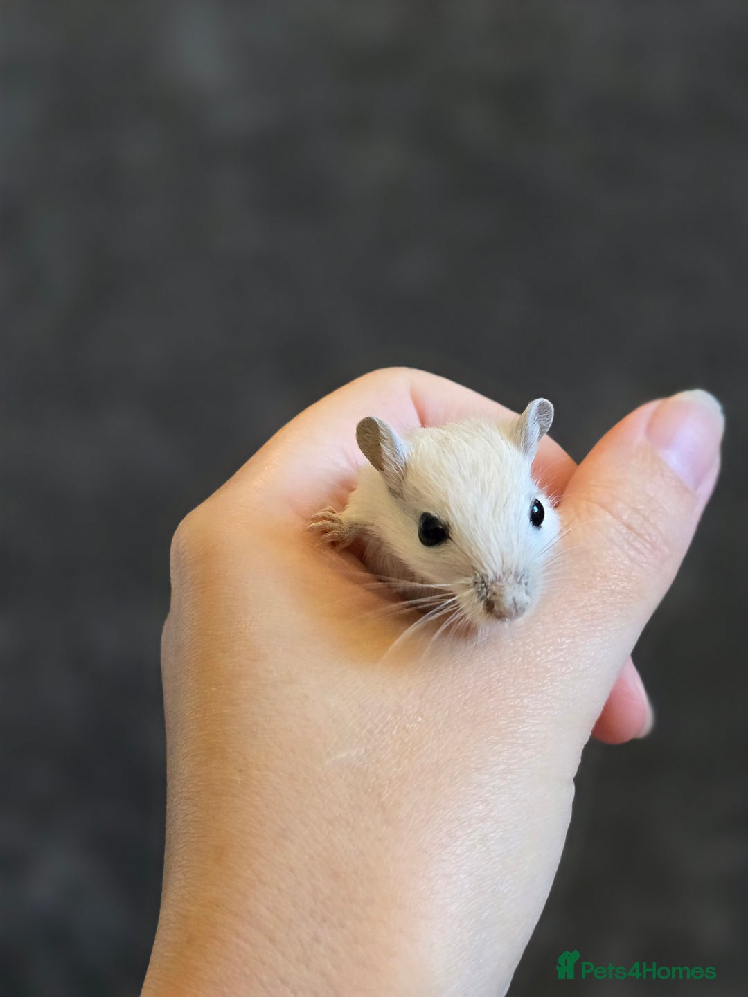 Gerbil rodents for sale: Friendly baby gerbils ready for new homes! - Image 2