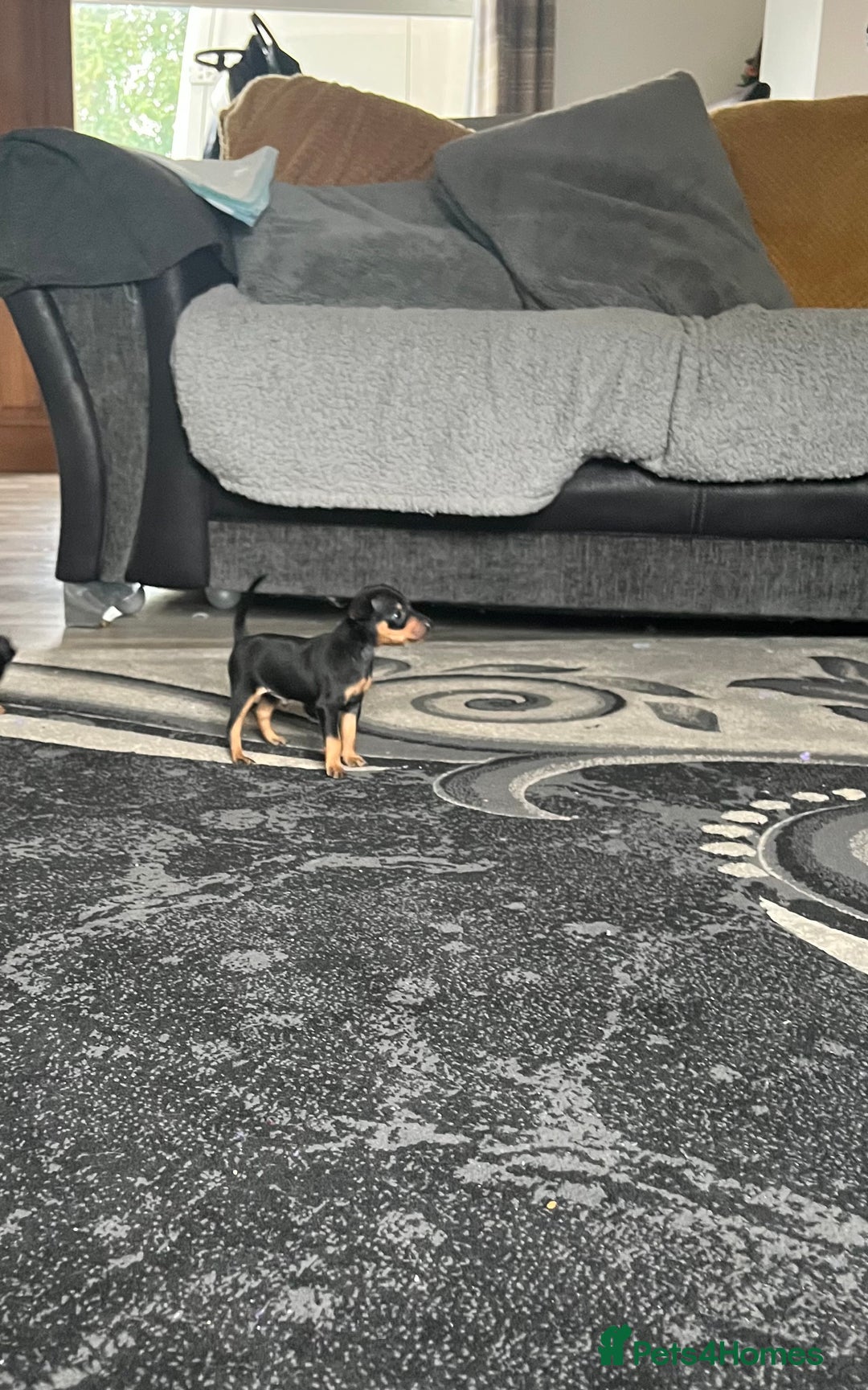Miniature Pinscher dogs for sale: KC Miniature Pinscher puppies - Image 8