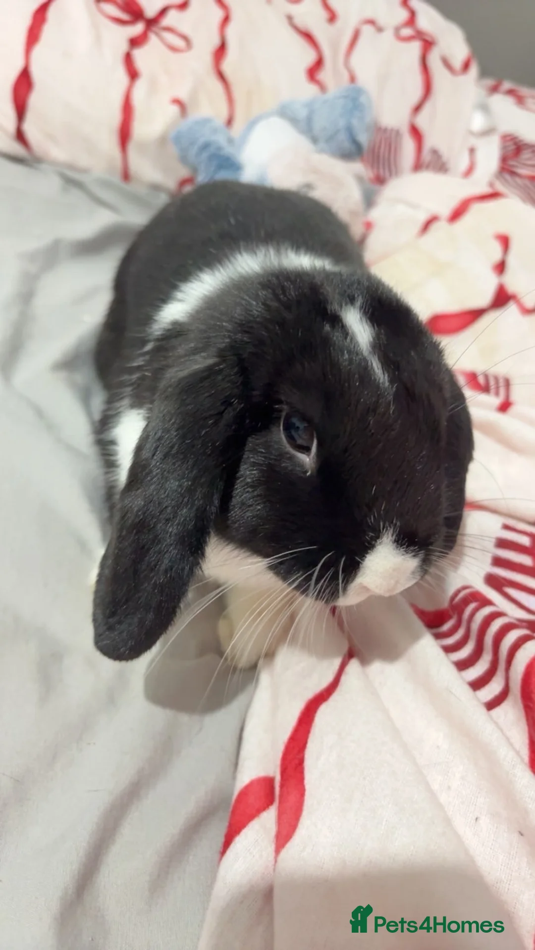English Lop rabbits for sale: English Lop black and white bunny for sale - Advert 3