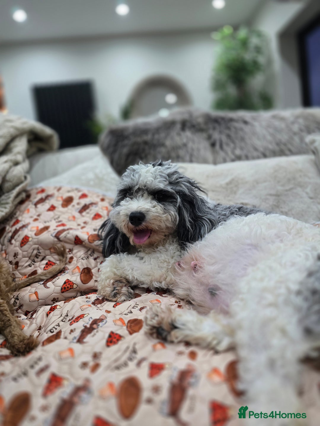 Cavapoo dogs for sale: Beautiful fully health tested cavapoo puppies  - Advert 33