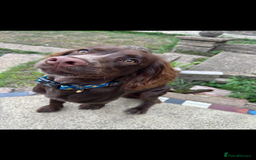 Cocker Spaniel dogs for stud: English cocker spaniel for STUD ONLY - Image 4