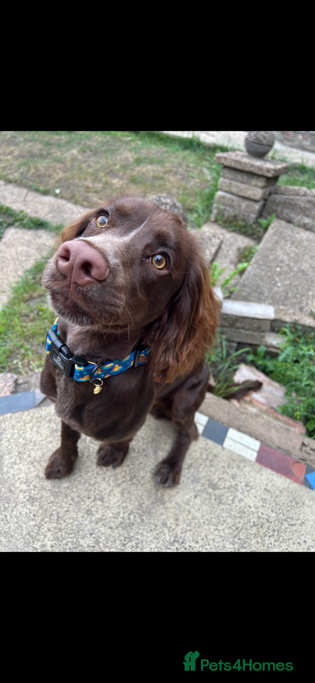 Cocker Spaniel dogs for stud: English cocker spaniel for STUD ONLY - Image 4