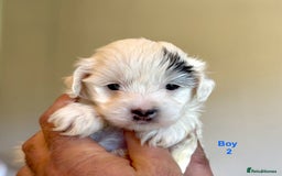Maltipoo dogs for sale: Exquisitely Adorable Toy Maltipoo Puppies  - Image 16