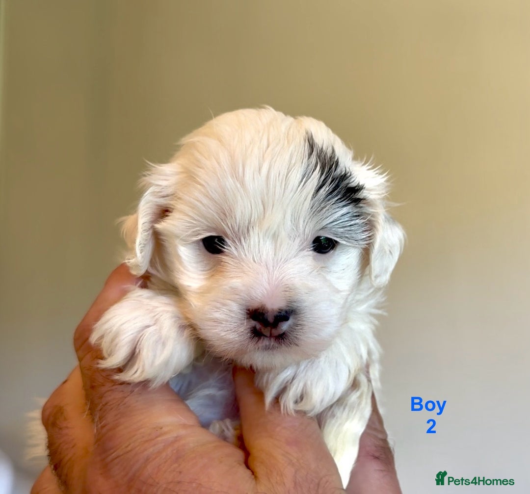 Maltipoo dogs for sale: Exquisitely Adorable Toy Maltipoo Puppies  - Image 16