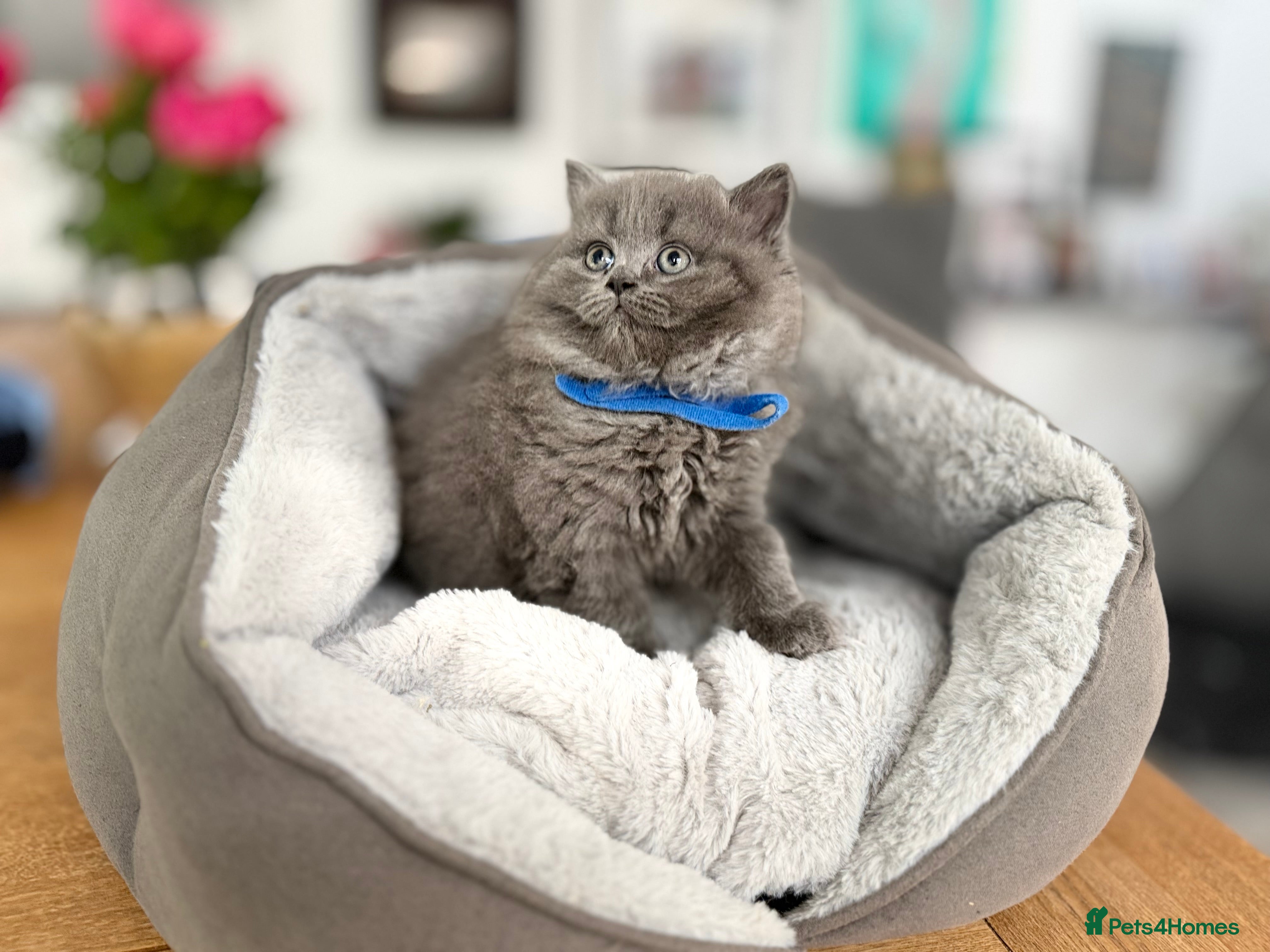 Scottish Fold cats for sale: 5 beautiful Scottish Fold’s kittens  - Advert 27