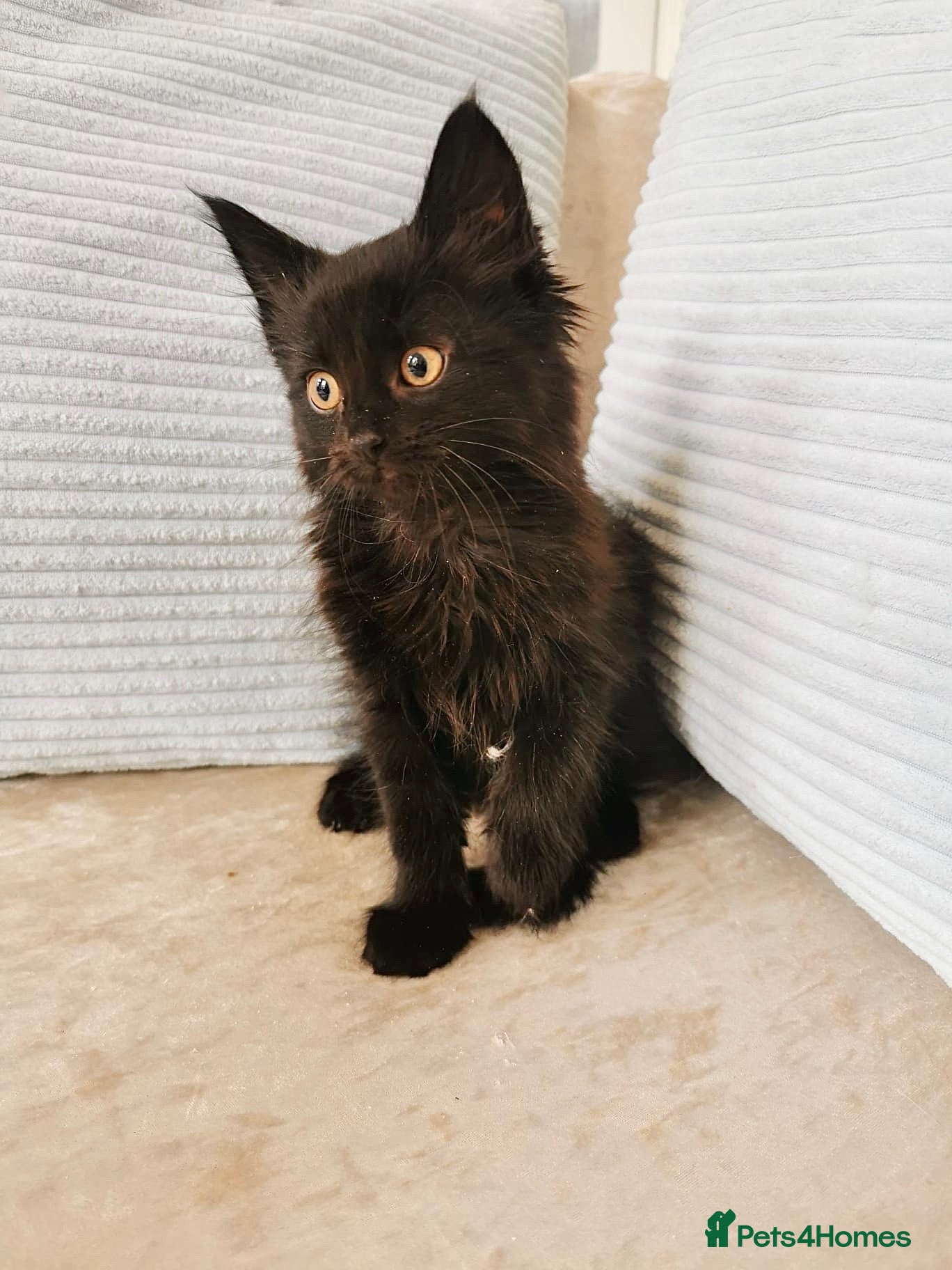Maine Coon cats REDUCED Black Smoke & Tabby Maine Coon X Kittens - Advert 18