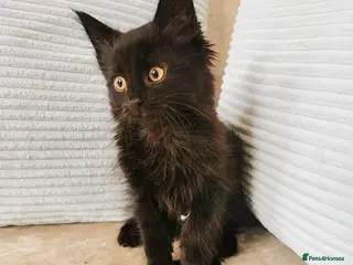 Maine Coon cats REDUCED Black Smoke & Tabby Maine Coon X Kittens - Advert 7