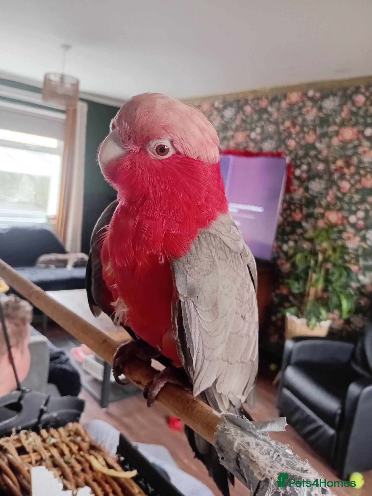 Cockatoo birds Sharon - Advert 1