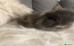 Lionhead rabbits for sale: Beautiful DoubleMane Lionhead Baby Bunnies/Rabbits - Image 18