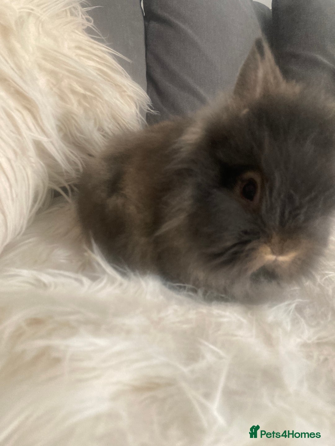 Lionhead rabbits for sale: Beautiful DoubleMane Lionhead Baby Bunnies/Rabbits - Image 18