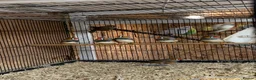Finches birds for sale: Zebra finches male and female, male diamond dove - Advert 6