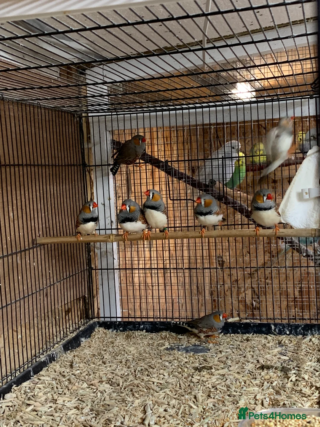Finches birds for sale: Zebra finches male and female, male diamond dove - Advert 6