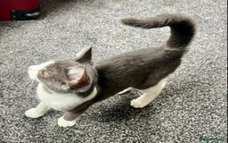 Domestic Shorthair cats for sale: Playful Domestic shorthair male kitten  - Image 3