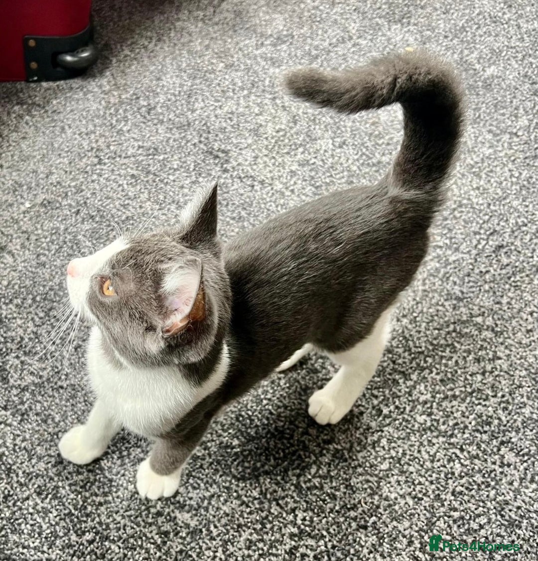 Domestic Shorthair cats for sale: Playful Domestic shorthair male kitten  - Image 3