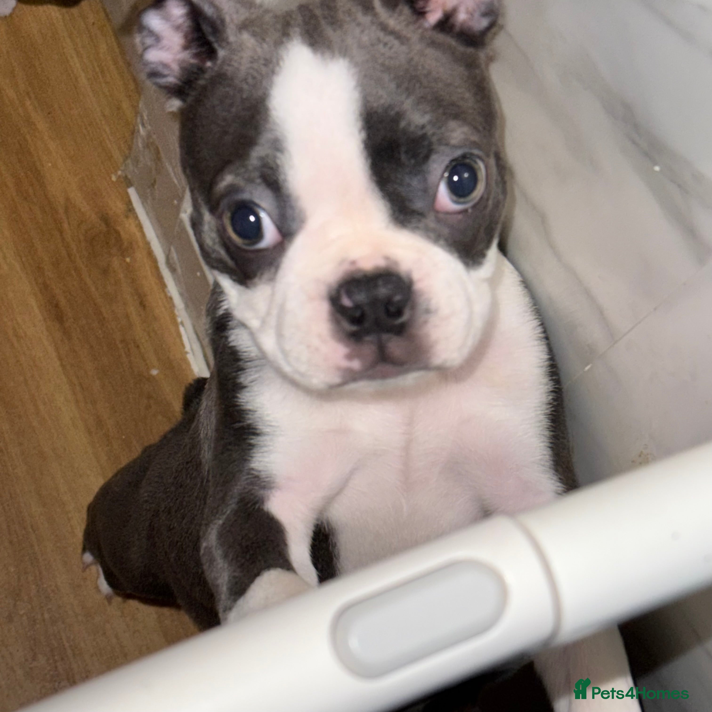 Boston Terrier dogs KC Reg Beautiful blue boston girl  - Advert 5