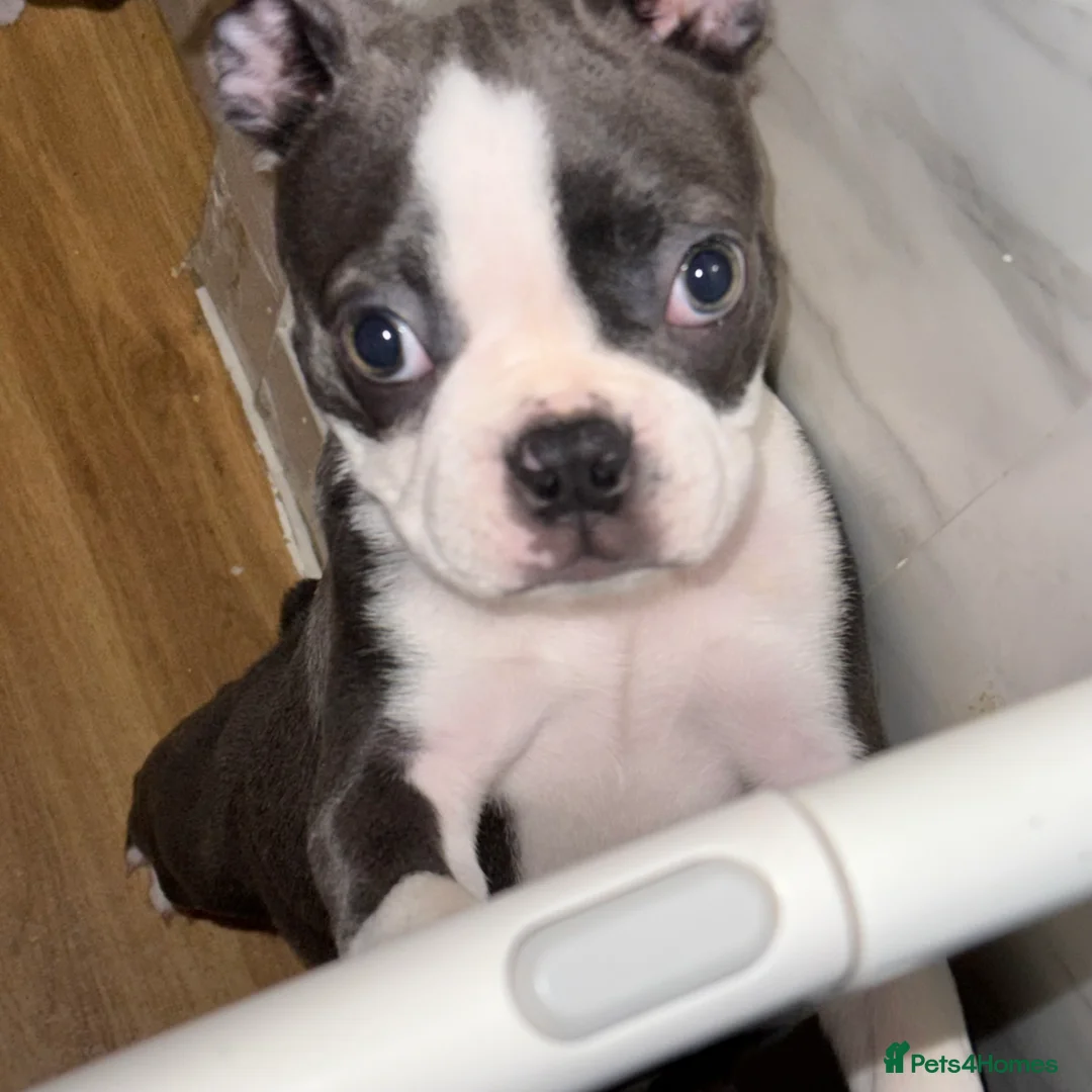 Boston Terrier dogs for sale: Beautiful blue boston girl  - Advert 3