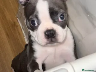 Boston Terrier dogs KC Reg Beautiful blue boston girl - Advert 5