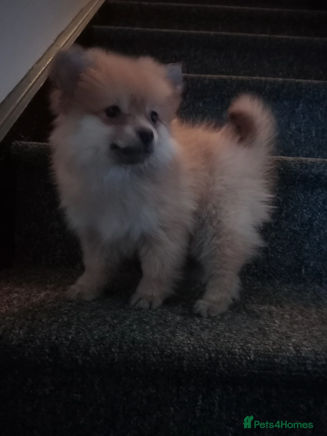 Pomeranian dogs for sale: Pomeranian fluffy bears 🐻  - Advert 5