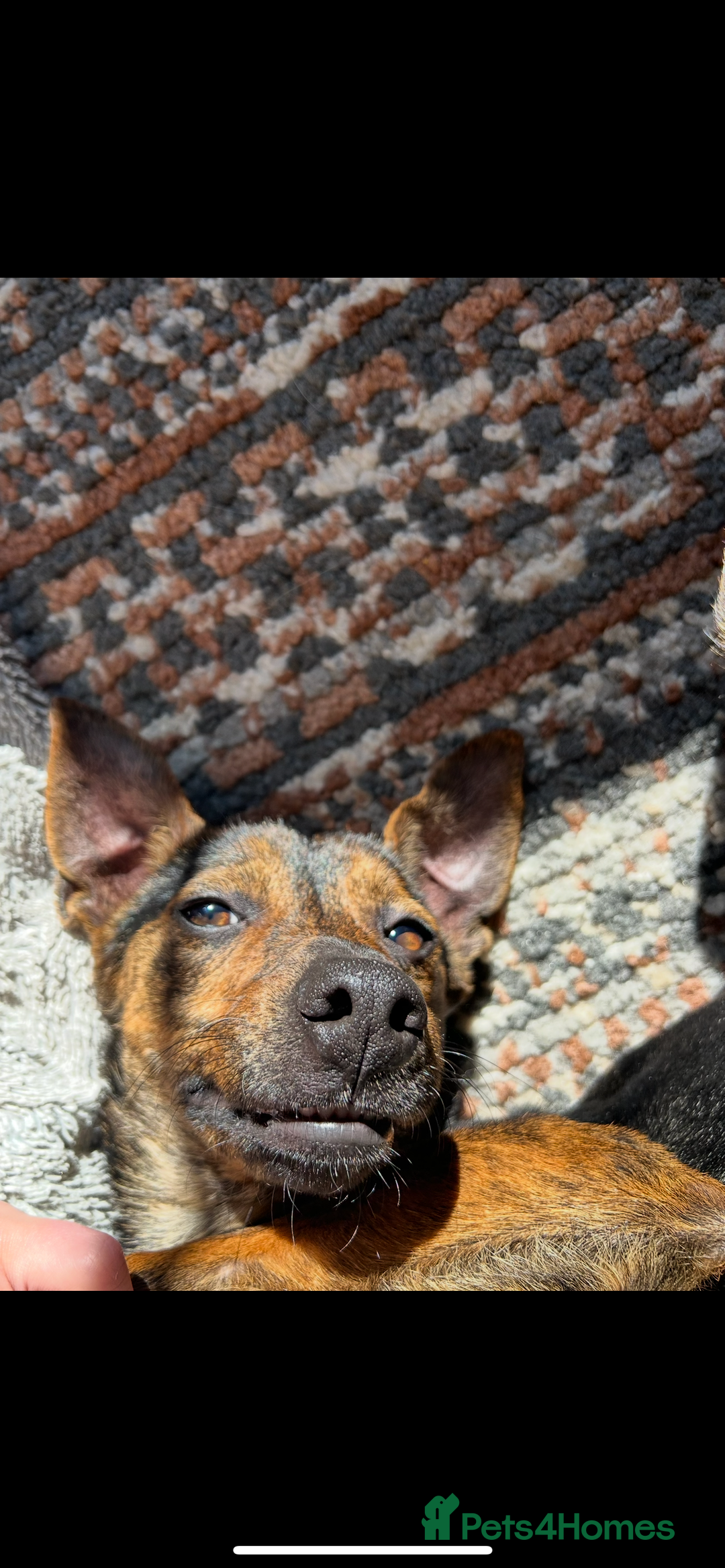 Mixed Breed dogs for sale: Ciok 1.5 year old mixed breed - Advert 6