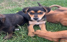 Mixed Breed dogs for sale: Dachshund /Norwich terrier  - Image 6