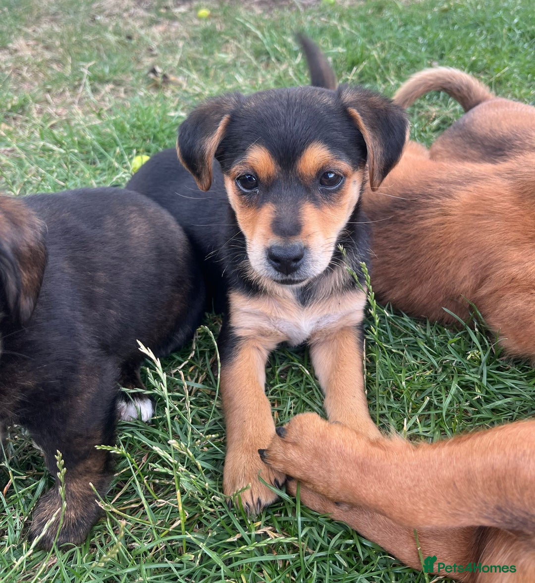 Mixed Breed dogs for sale: Dachshund /Norwich terrier  - Image 6